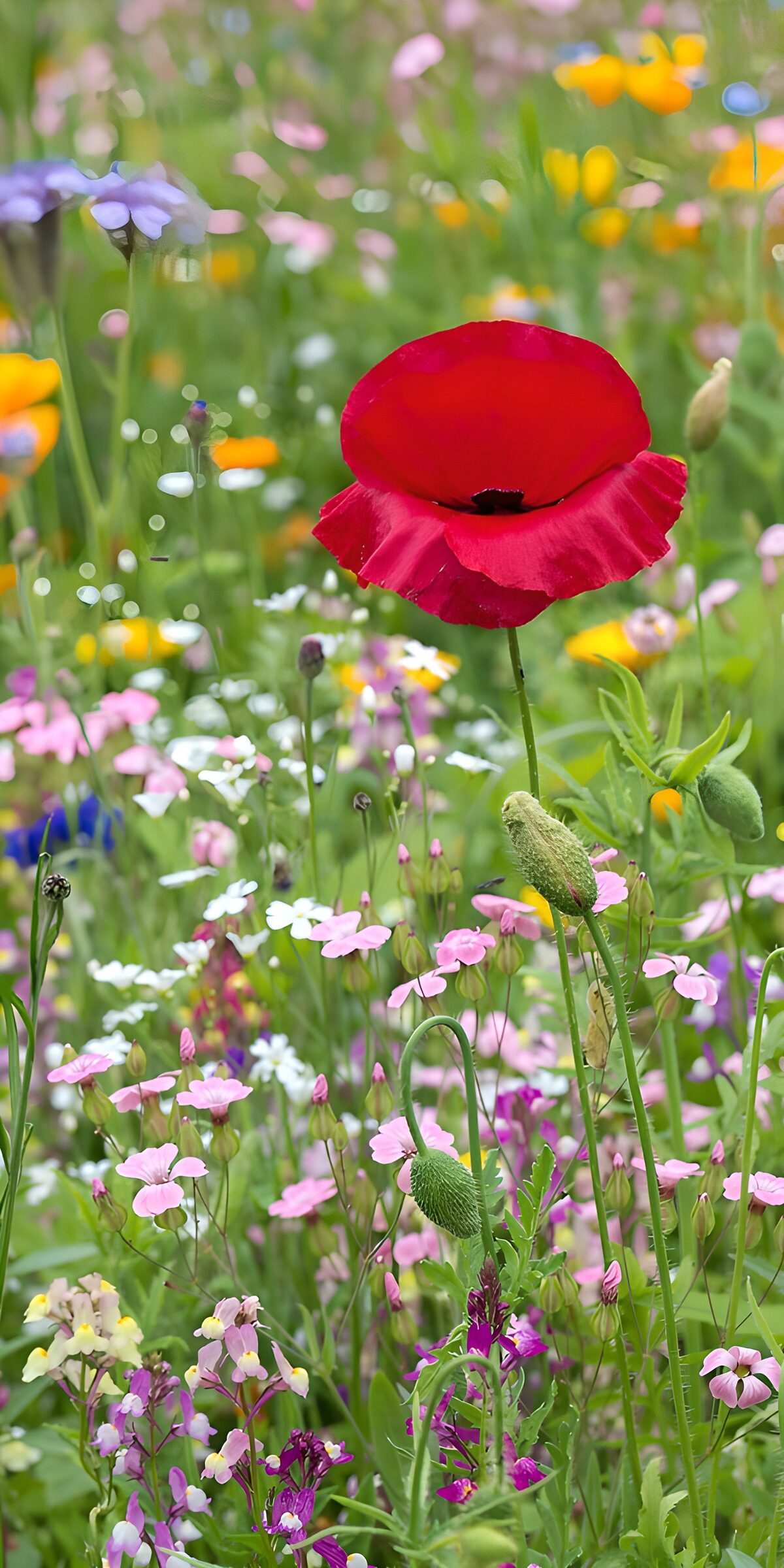 OCUK61589: Vibrant Field of Wildflowers