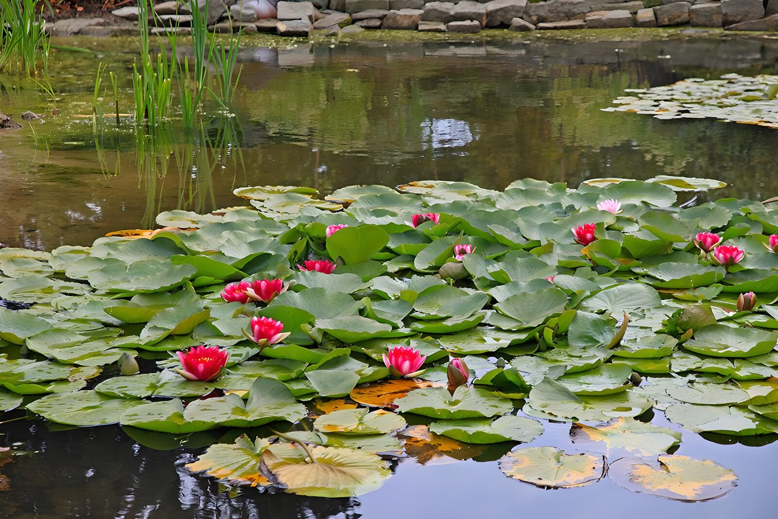 OCUK64389: Tranquil Lily Pond with Blooms