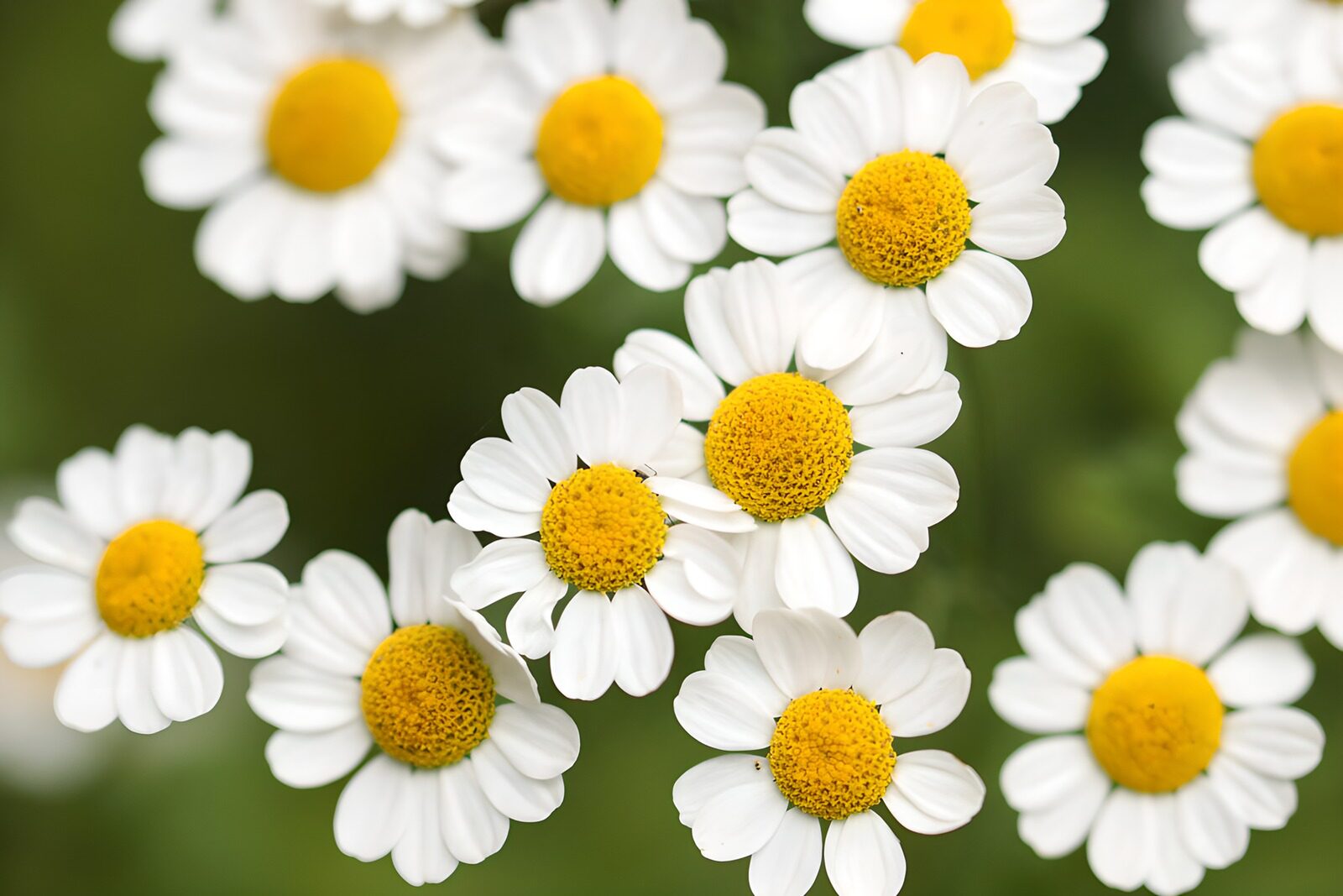 OCUK24704: Charming White Daisies in Bloom