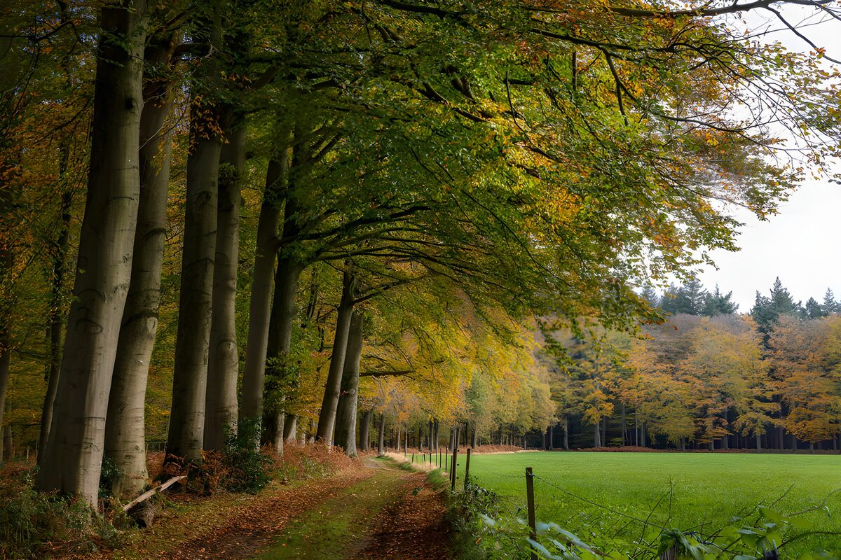 OCUK91347: Autumn Pathway Through the Forest