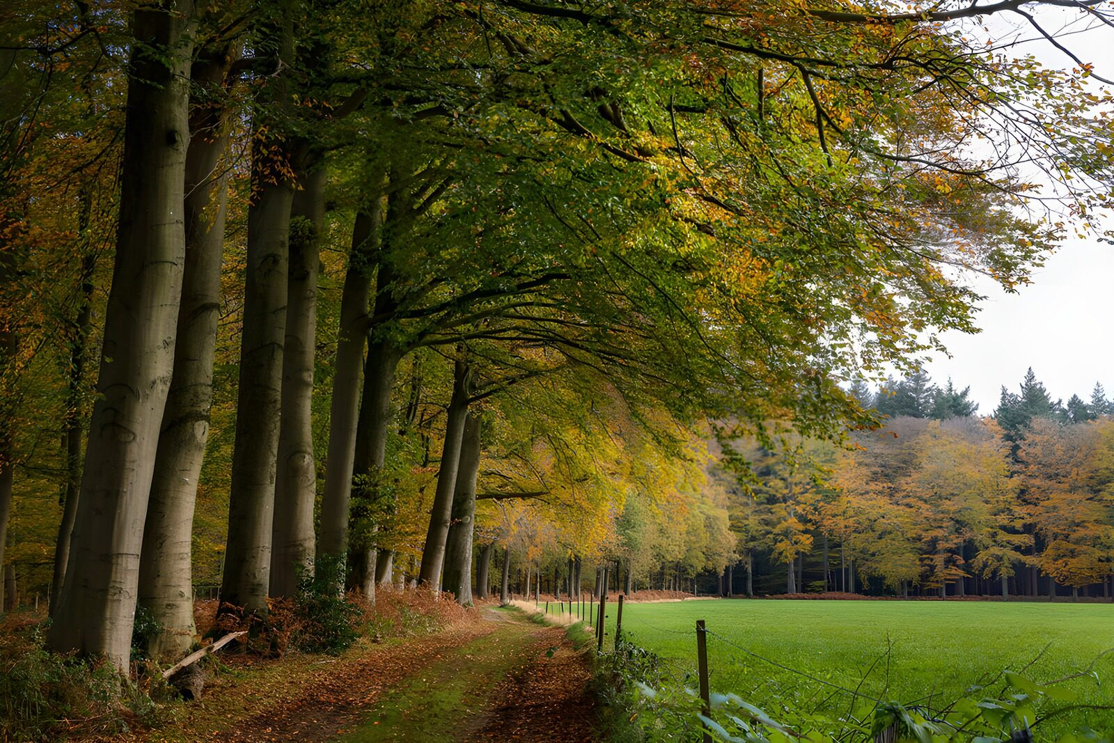 OCUK91347: Autumn Pathway Through the Forest