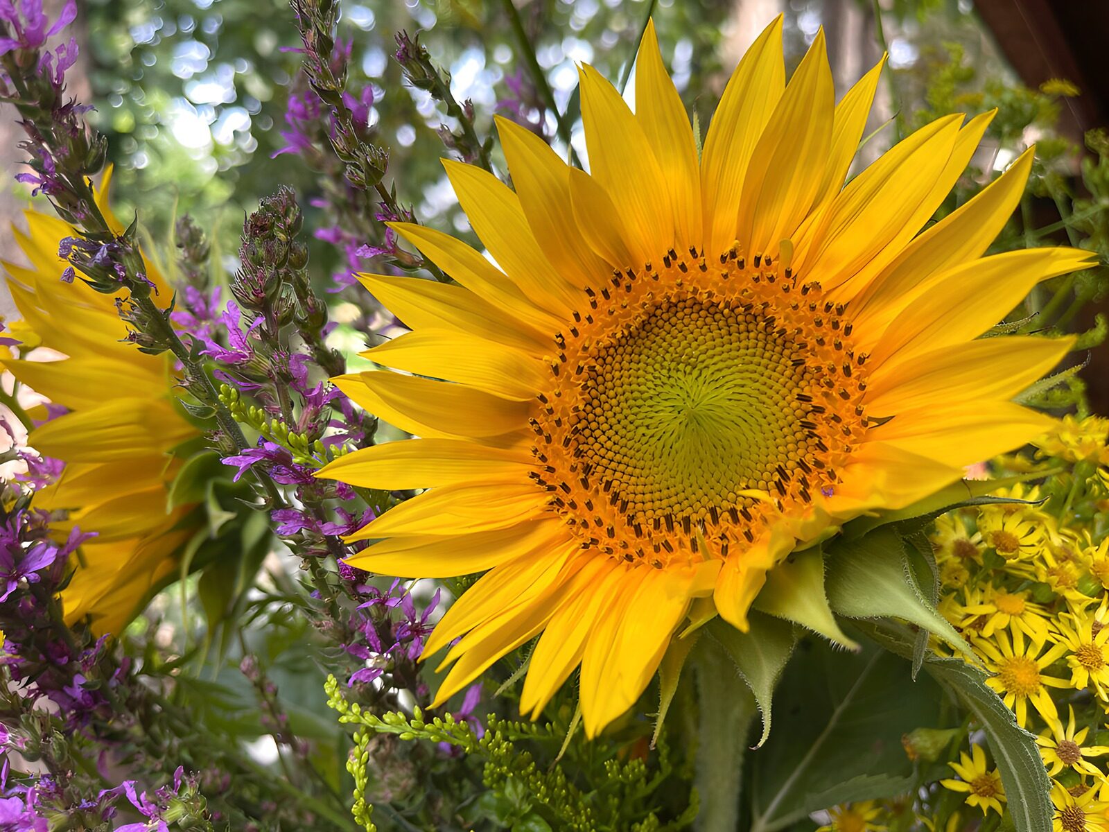 OCUK96180: Bright Sunflower Bouquet