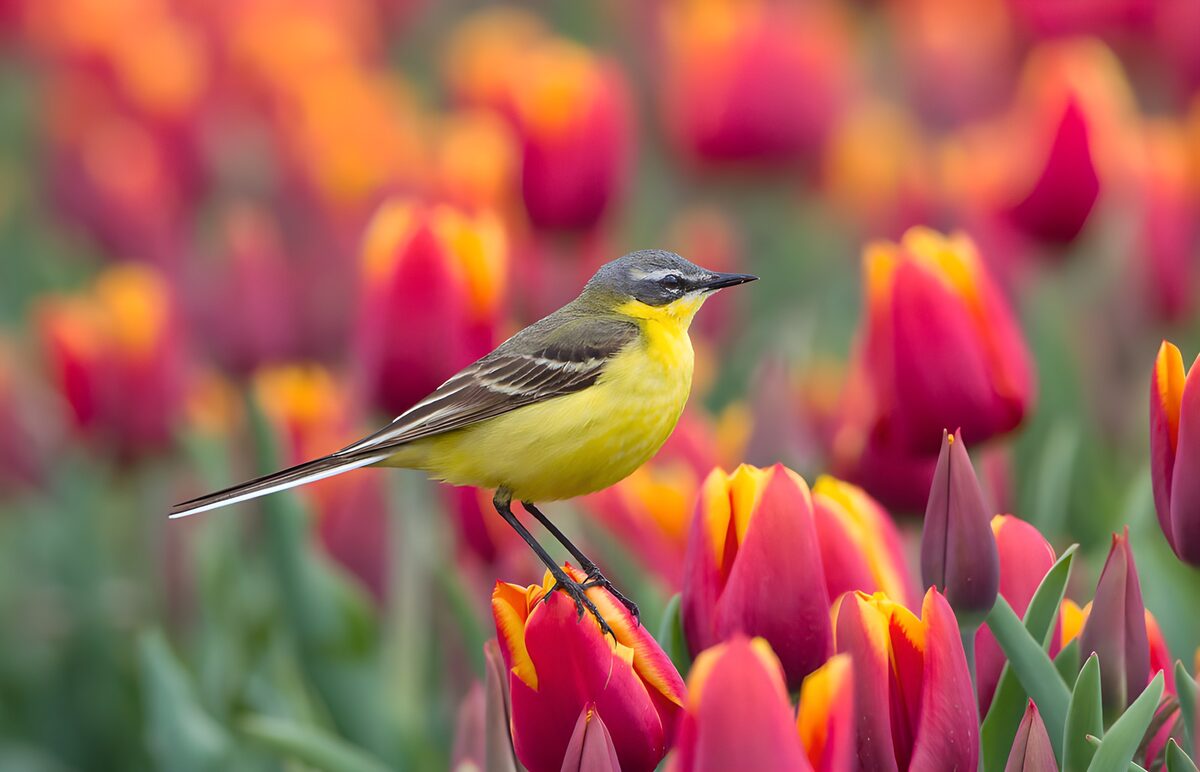 OCUK43217: Vibrant Yellow Bird Amidst Tulips