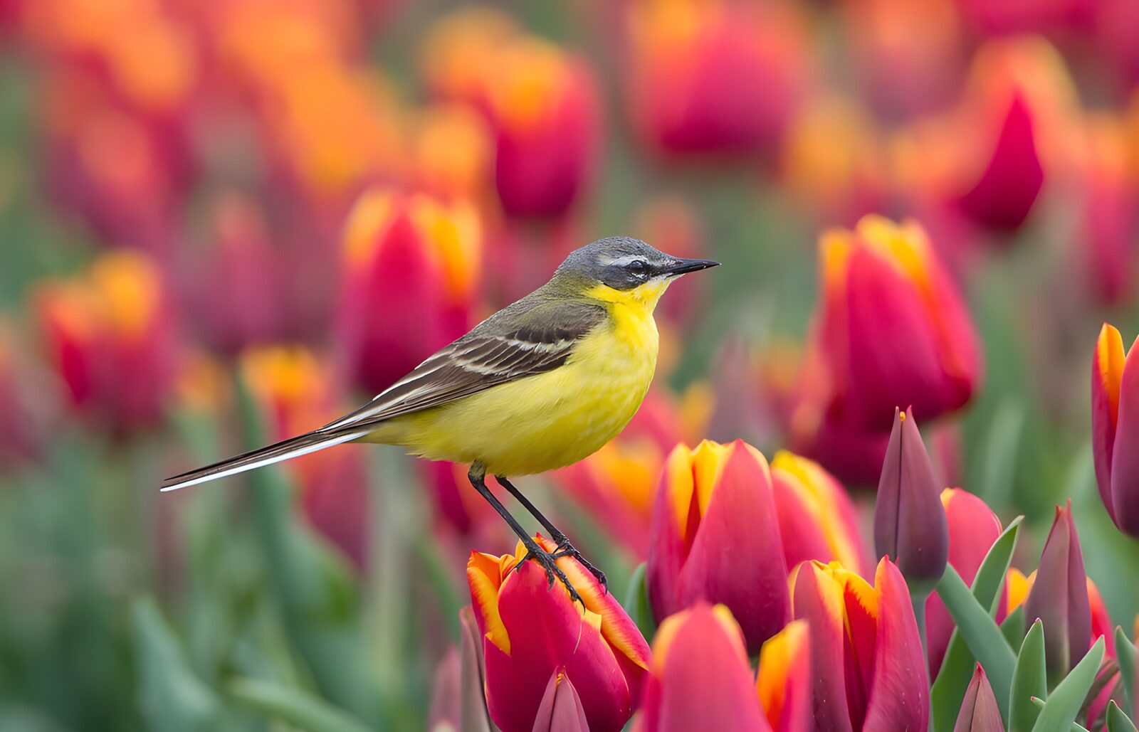 OCUK43217: Vibrant Yellow Bird Amidst Tulips