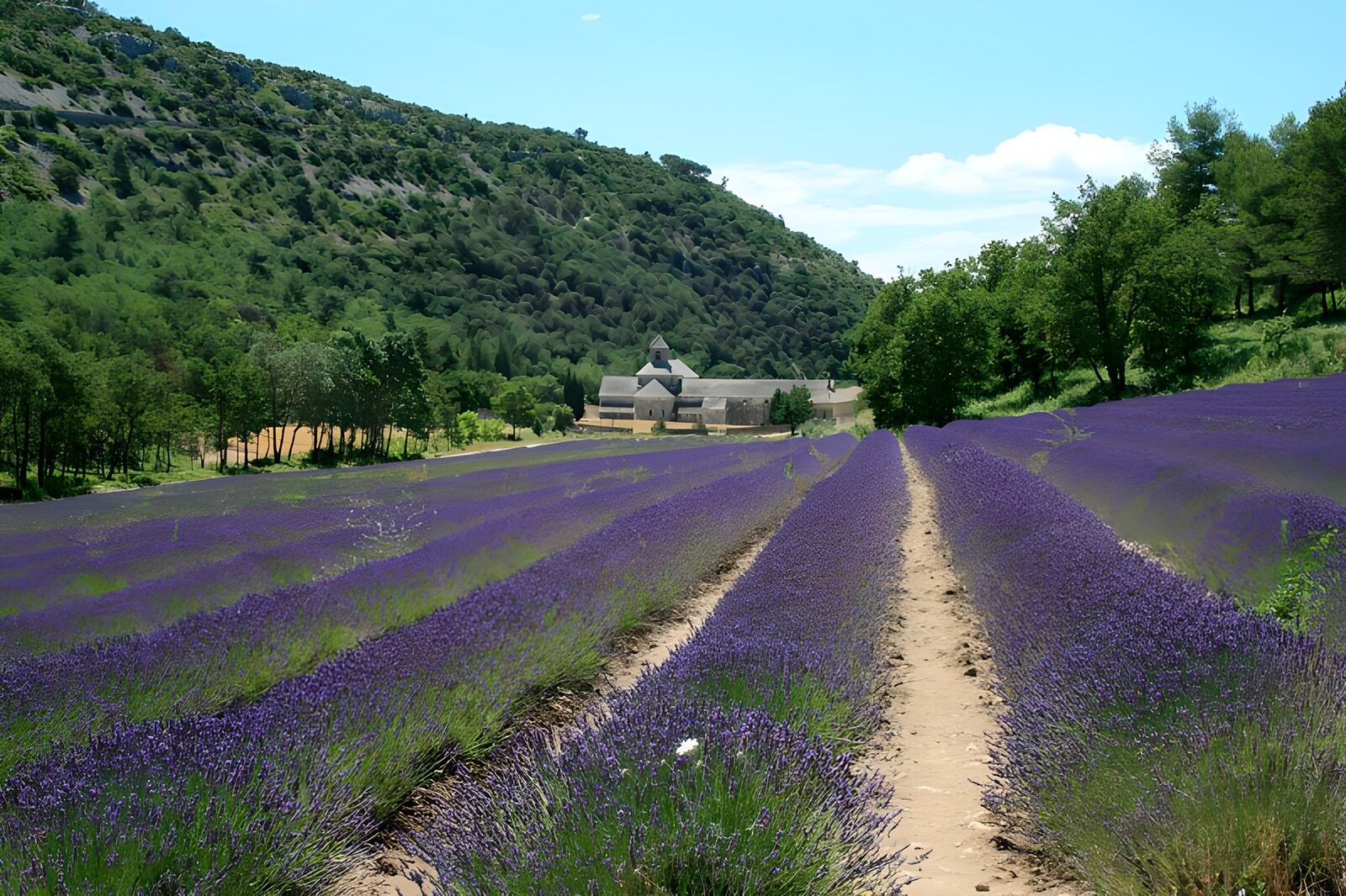 OCUK87353: Lavender fields 5