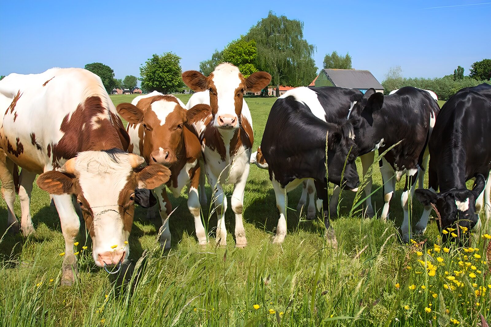 OCUK40938: Curious cows in meadow