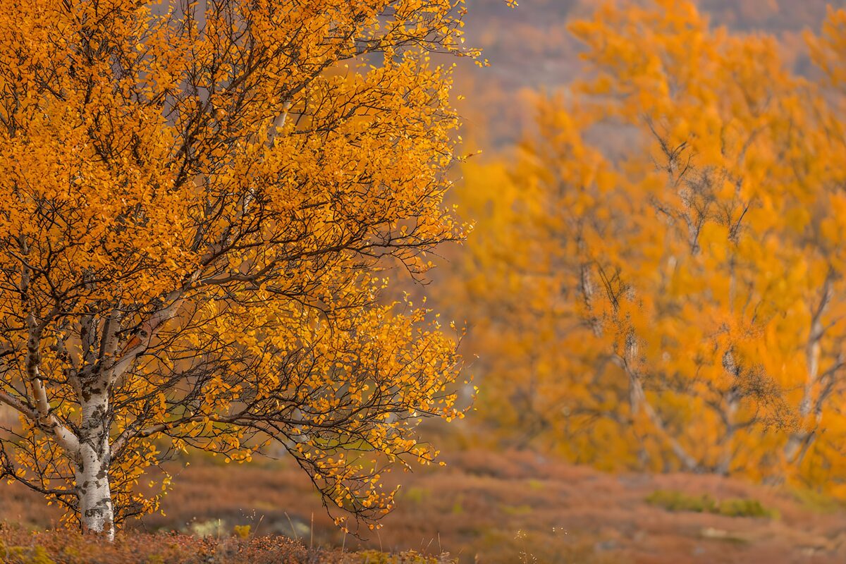OCUK63439: Autumn's Golden Embrace