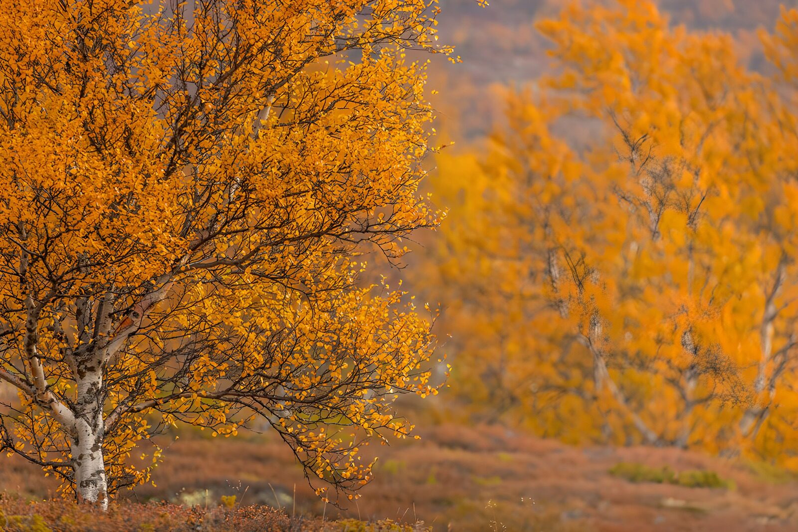 OCUK63439: Autumn's Golden Embrace