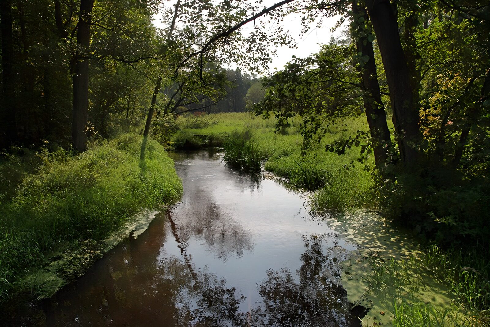 OCUK66472: Serene Stream in Lush Greenery