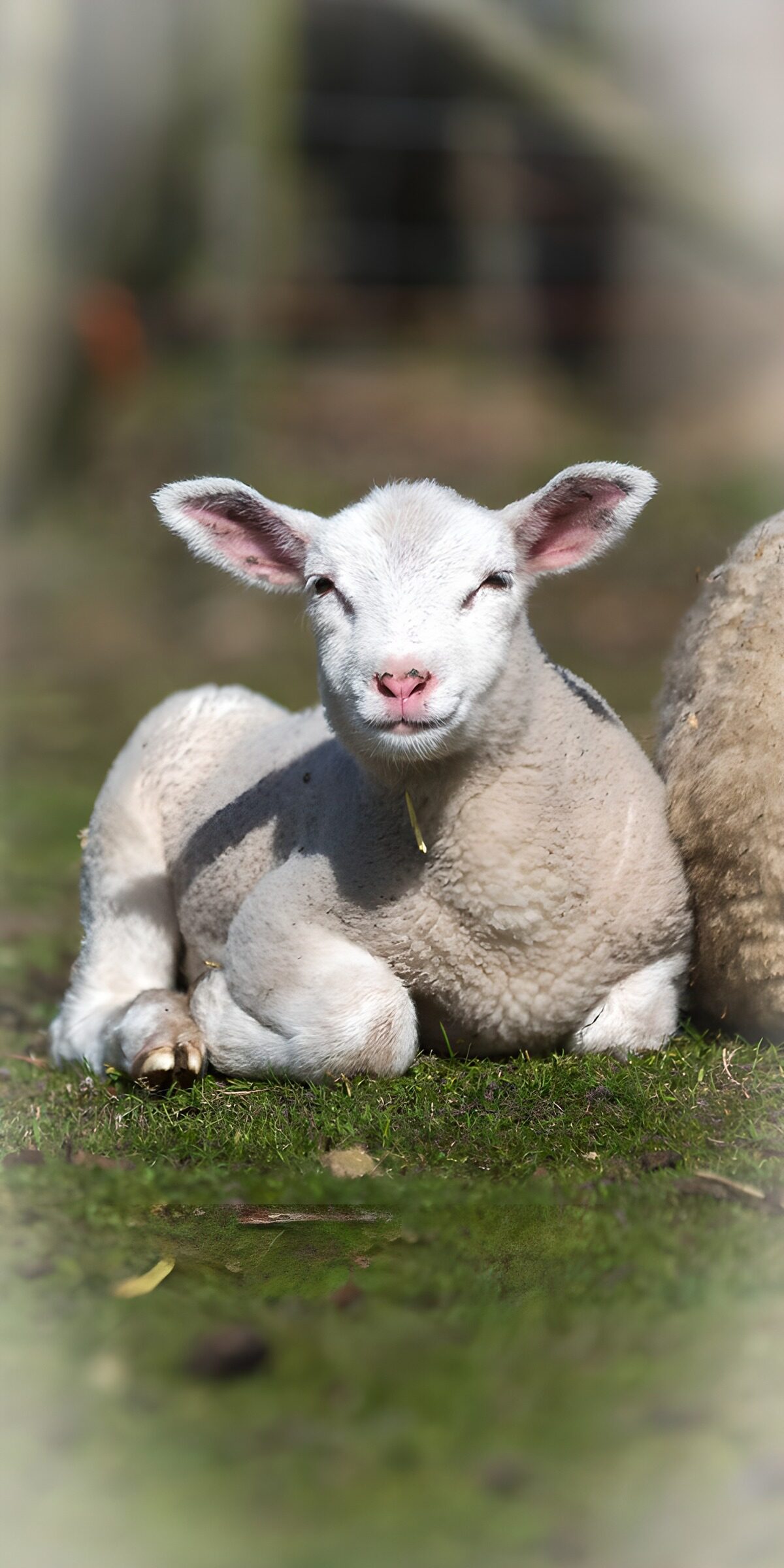 OCUK67651: Playful Lamb Relaxing in the Meadow