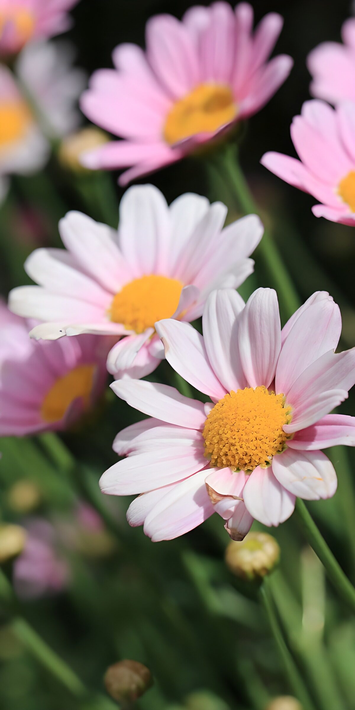 OCUK47764: Delicate Pink Daisies in Bloom
