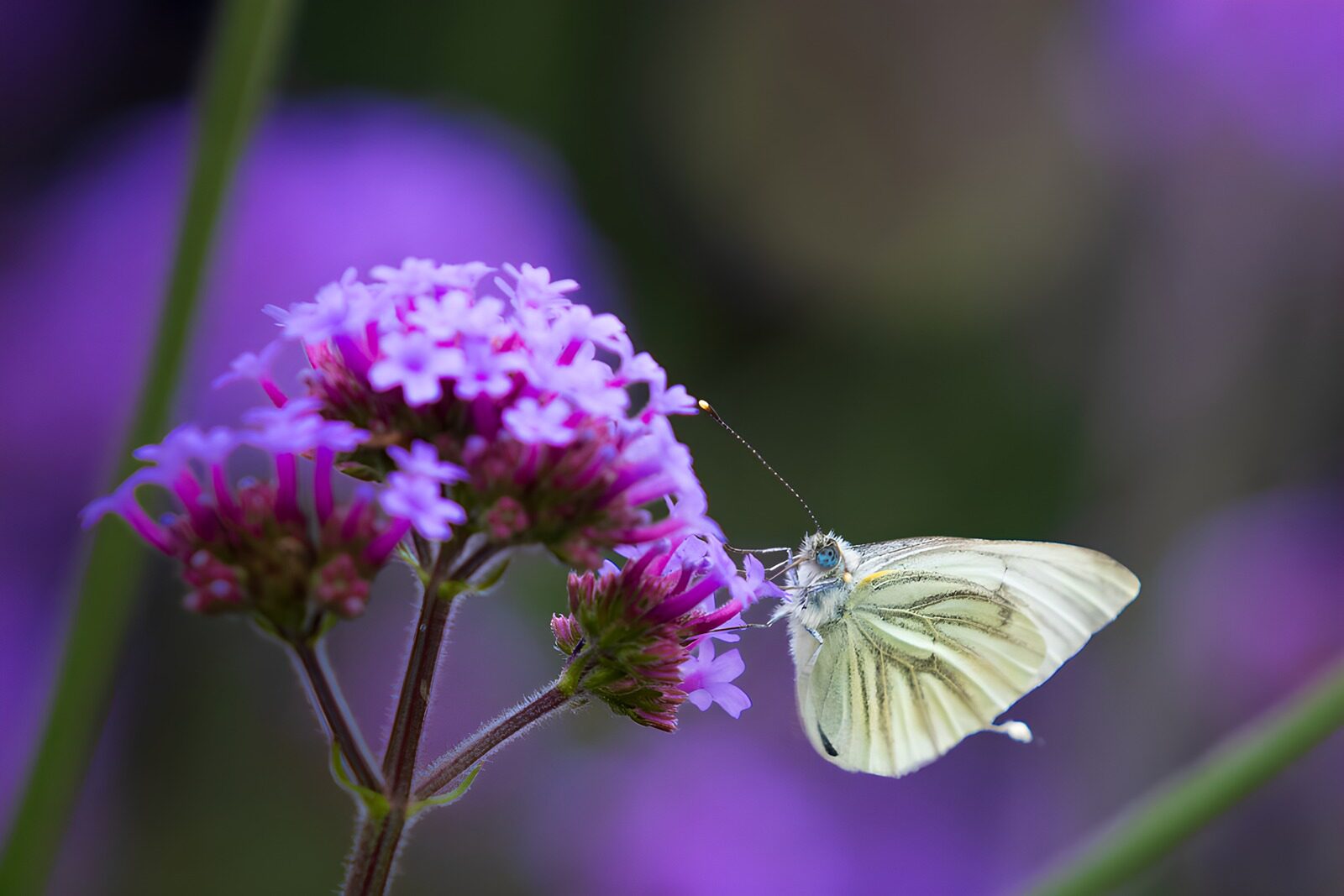 OCUK16243: Green-veined White on Purple Bloom