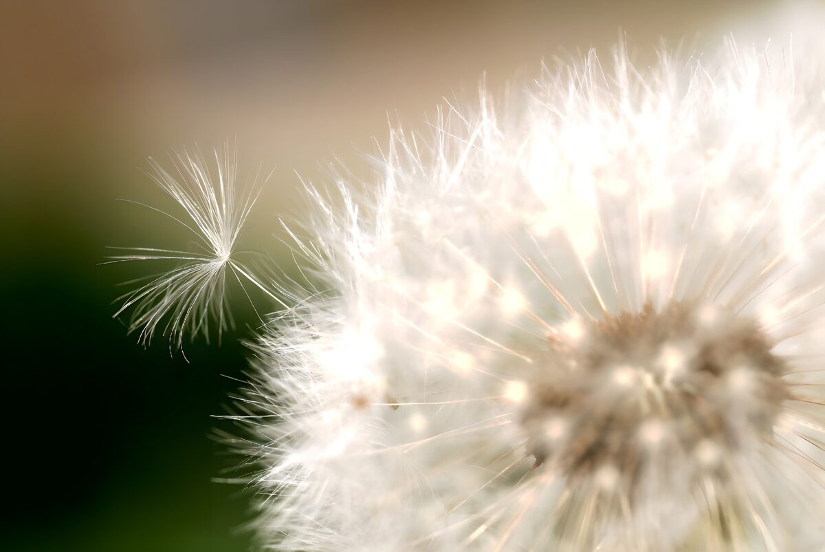 Flower photo 40