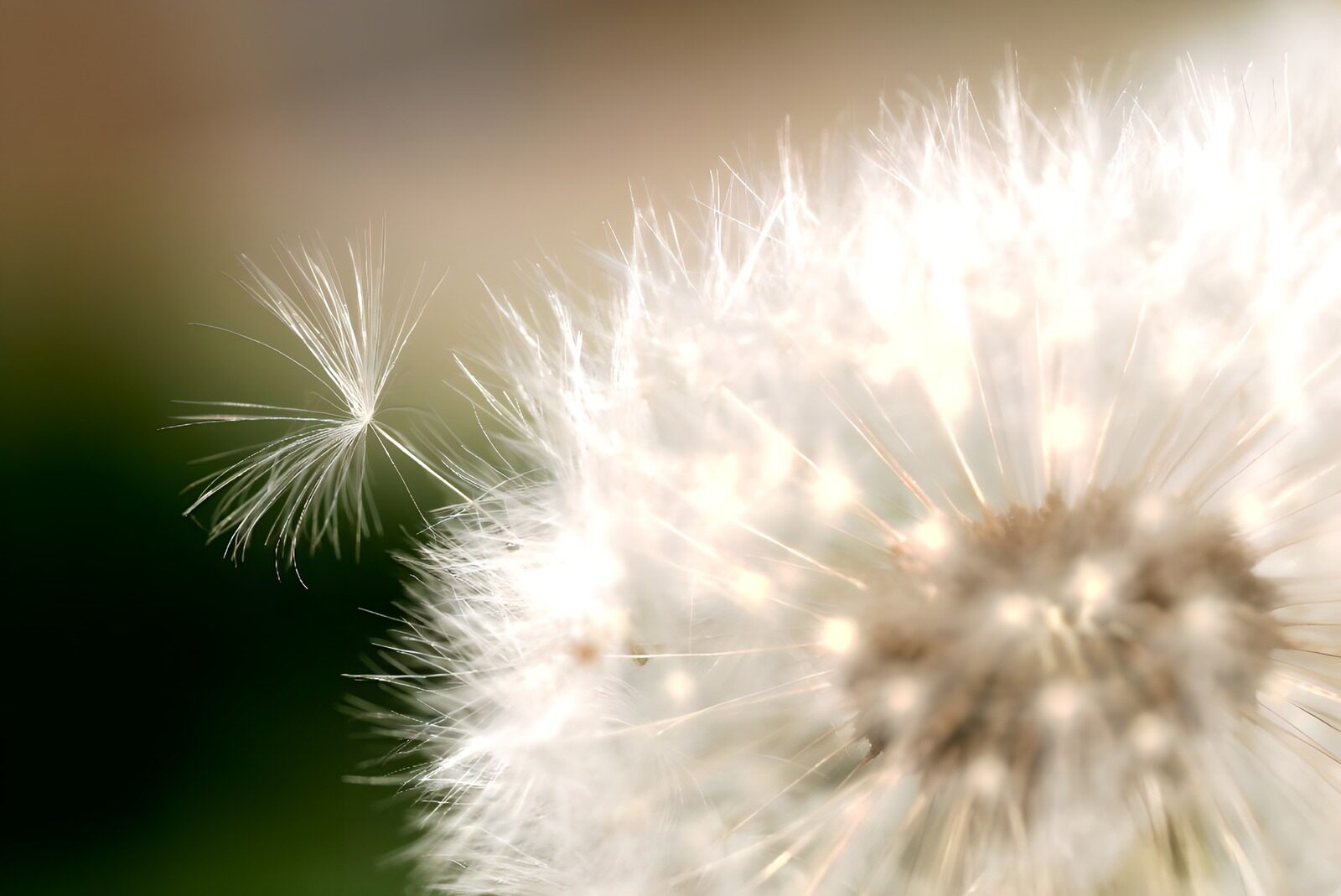 OCUK75782: Flower photo 40