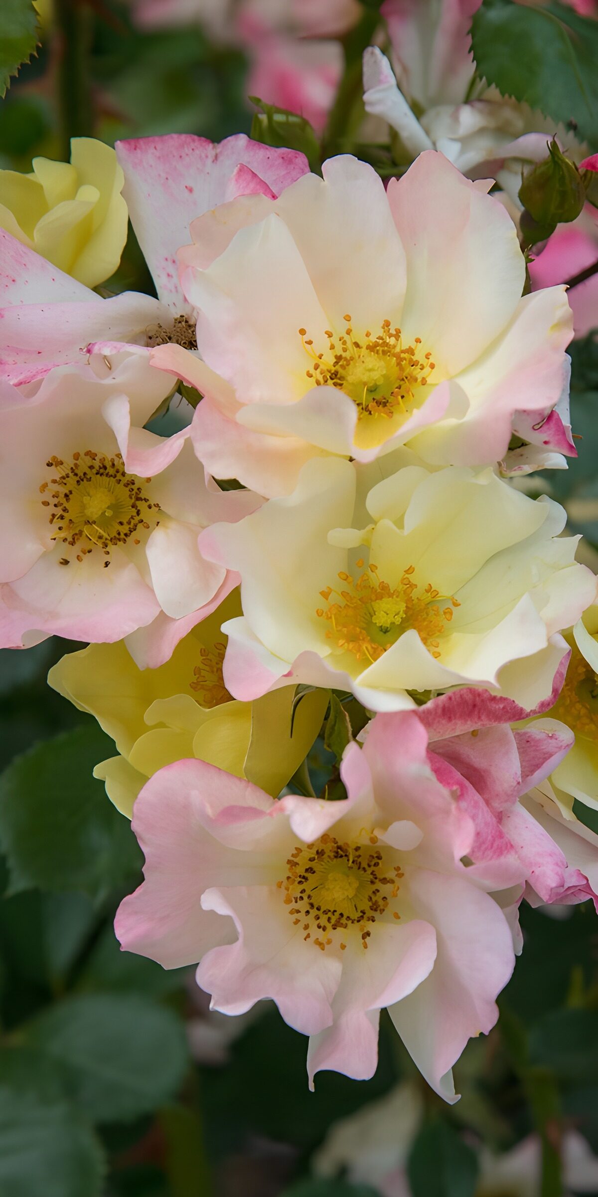 OCUK39164: Delicate Blooming Roses in Pastel Hues