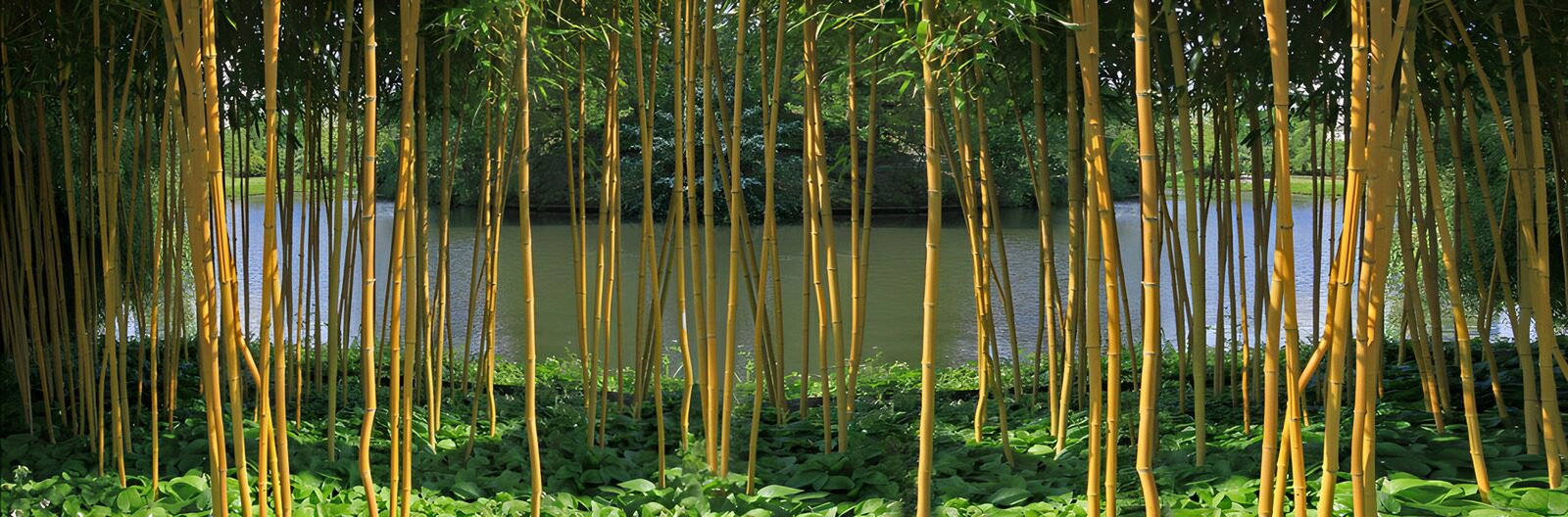OCUK94362: Tranquil Bamboo Grove by the Water