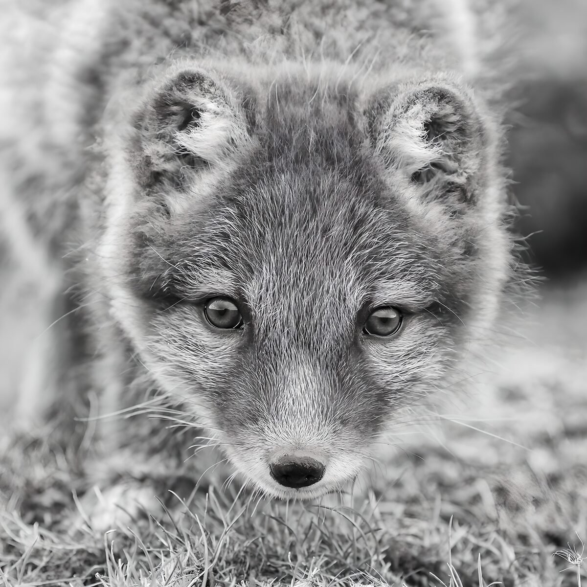 OCUK20609: Intimate Portrait of a Fox
