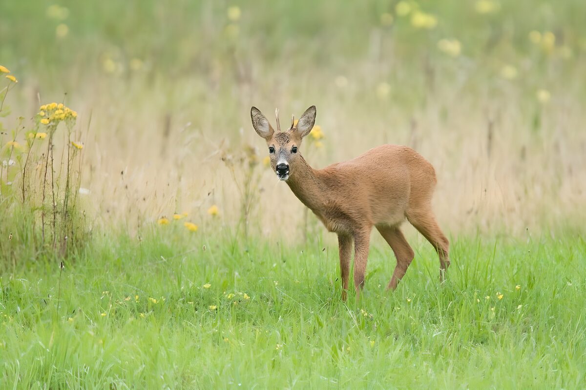 OCUK42690: Curious Young Roe Deer in Meadow