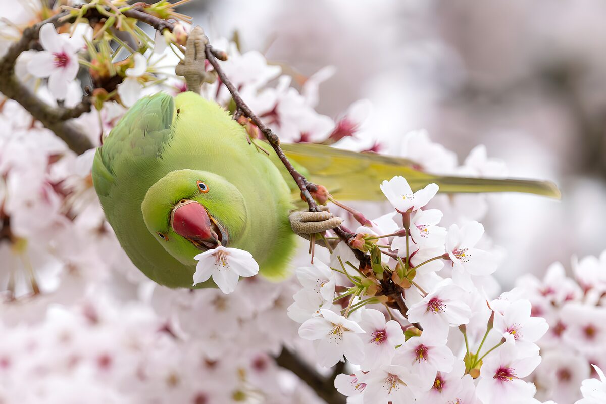 OCUK27962: Parrot Among Cherry Blossoms