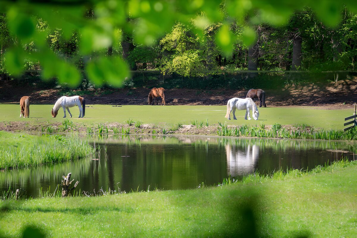 OCUK71848: Horses Grazing by the Tranquil Pond