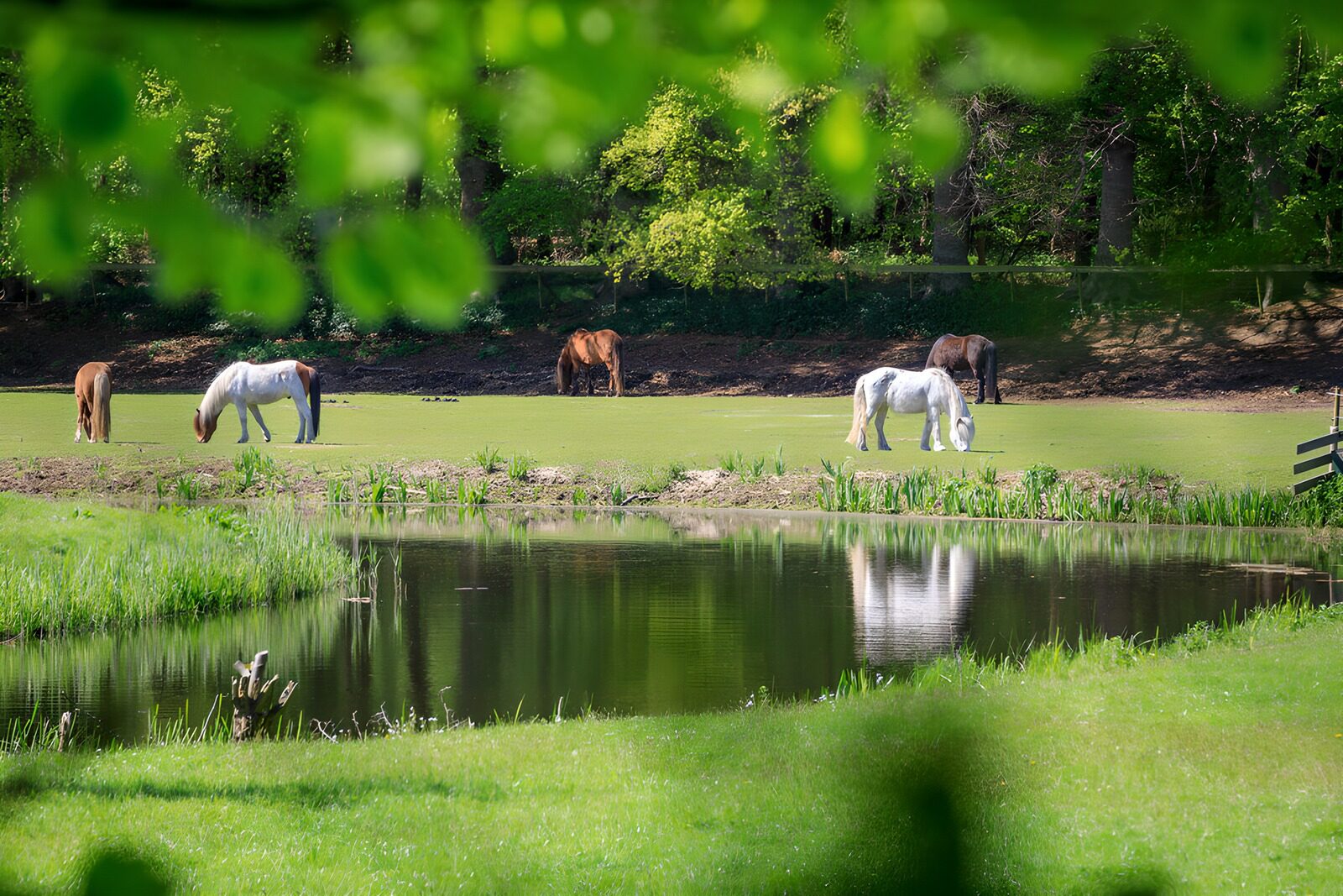 OCUK71848: Horses Grazing by the Tranquil Pond