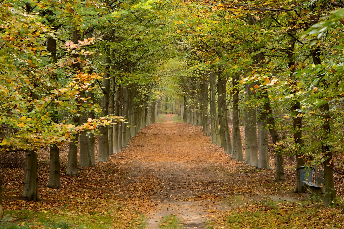 OCUK45222: Serene Autumn Pathway in the Woods