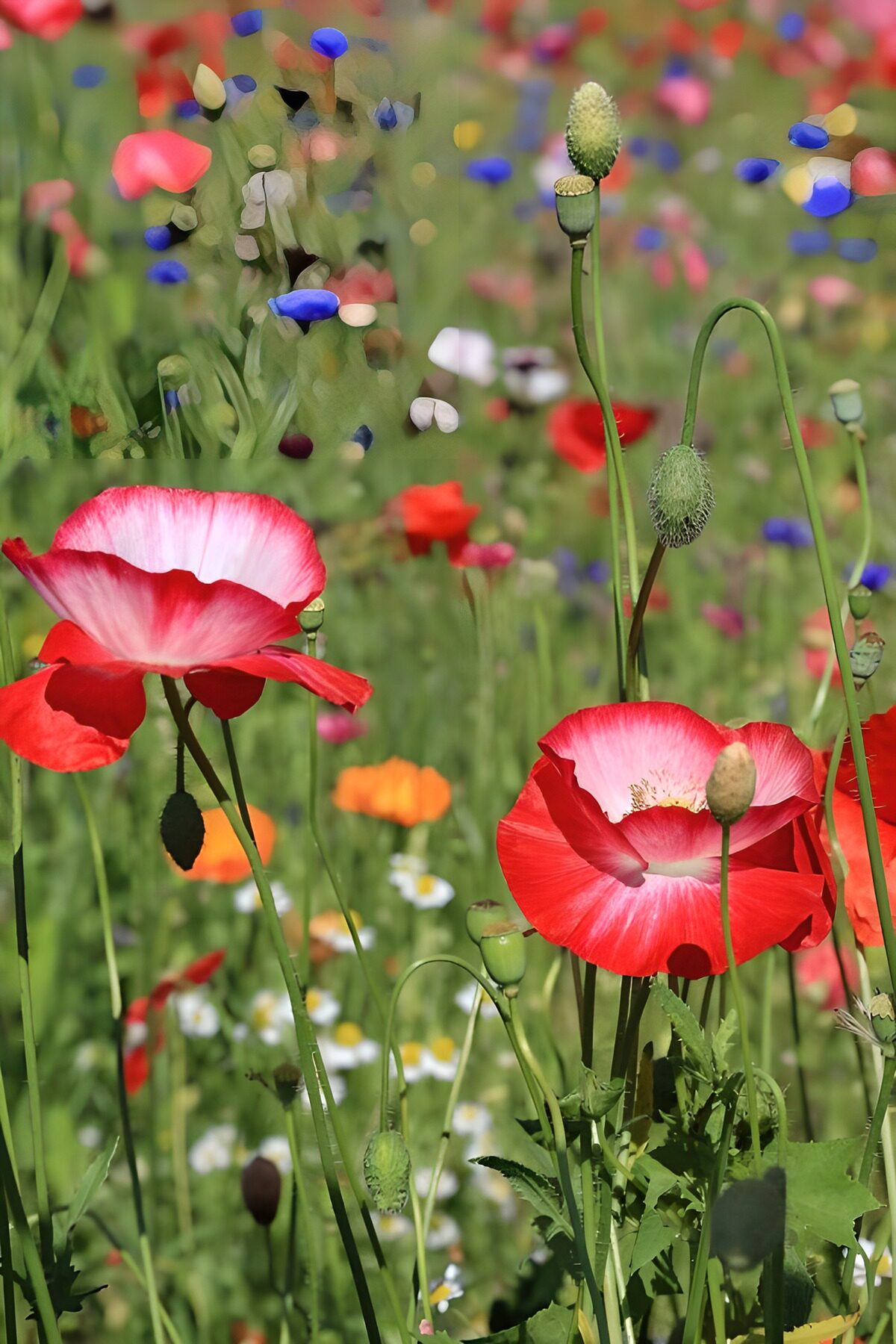 OCUK37665: Vibrant Poppy Field in Bloom