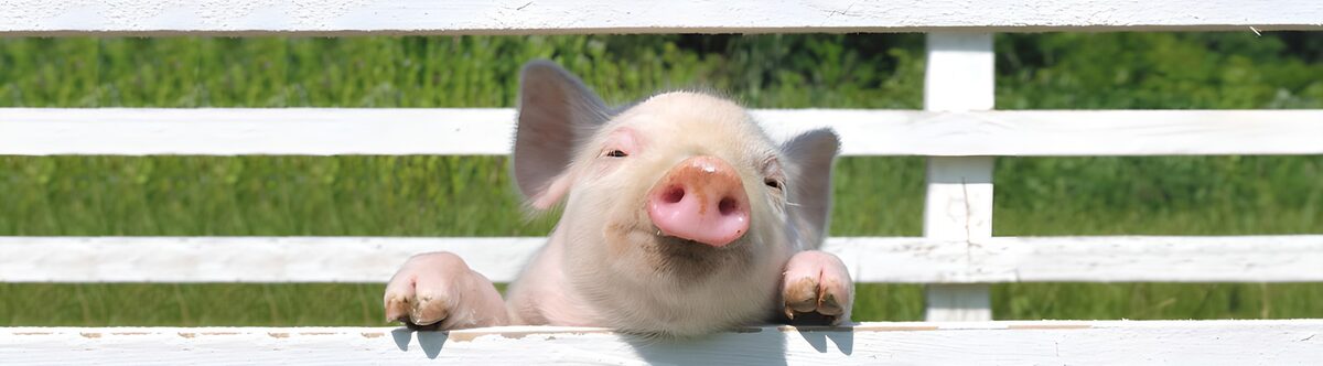 OCUK99534: Happy Pig Peeking Through a Fence