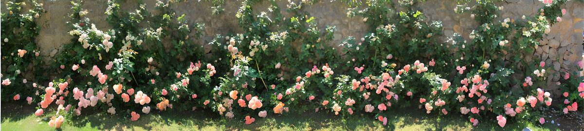 OCUK98046: Vibrant Garden of Roses
