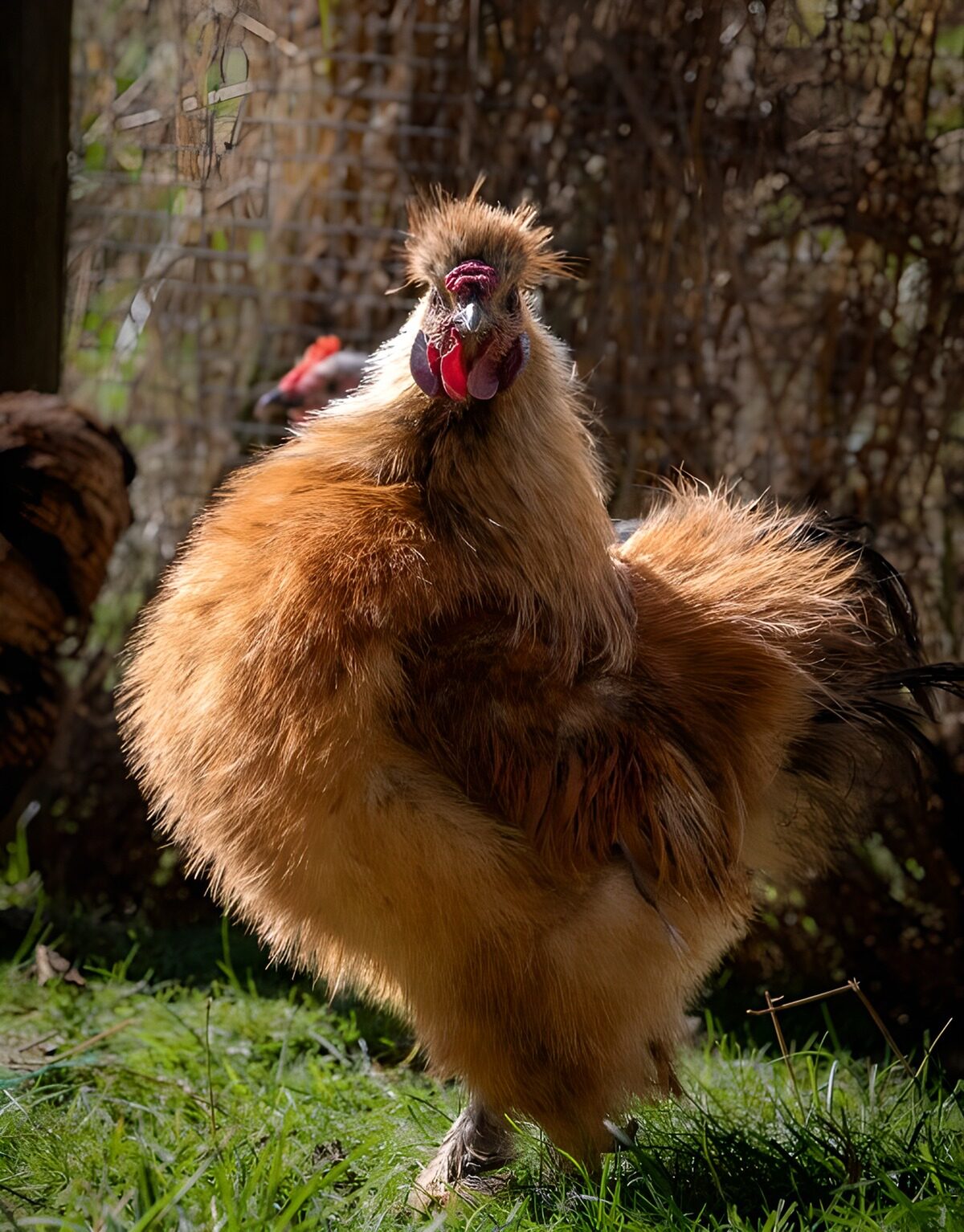 OCUK30408: Fluffy Rooster in Sunlight