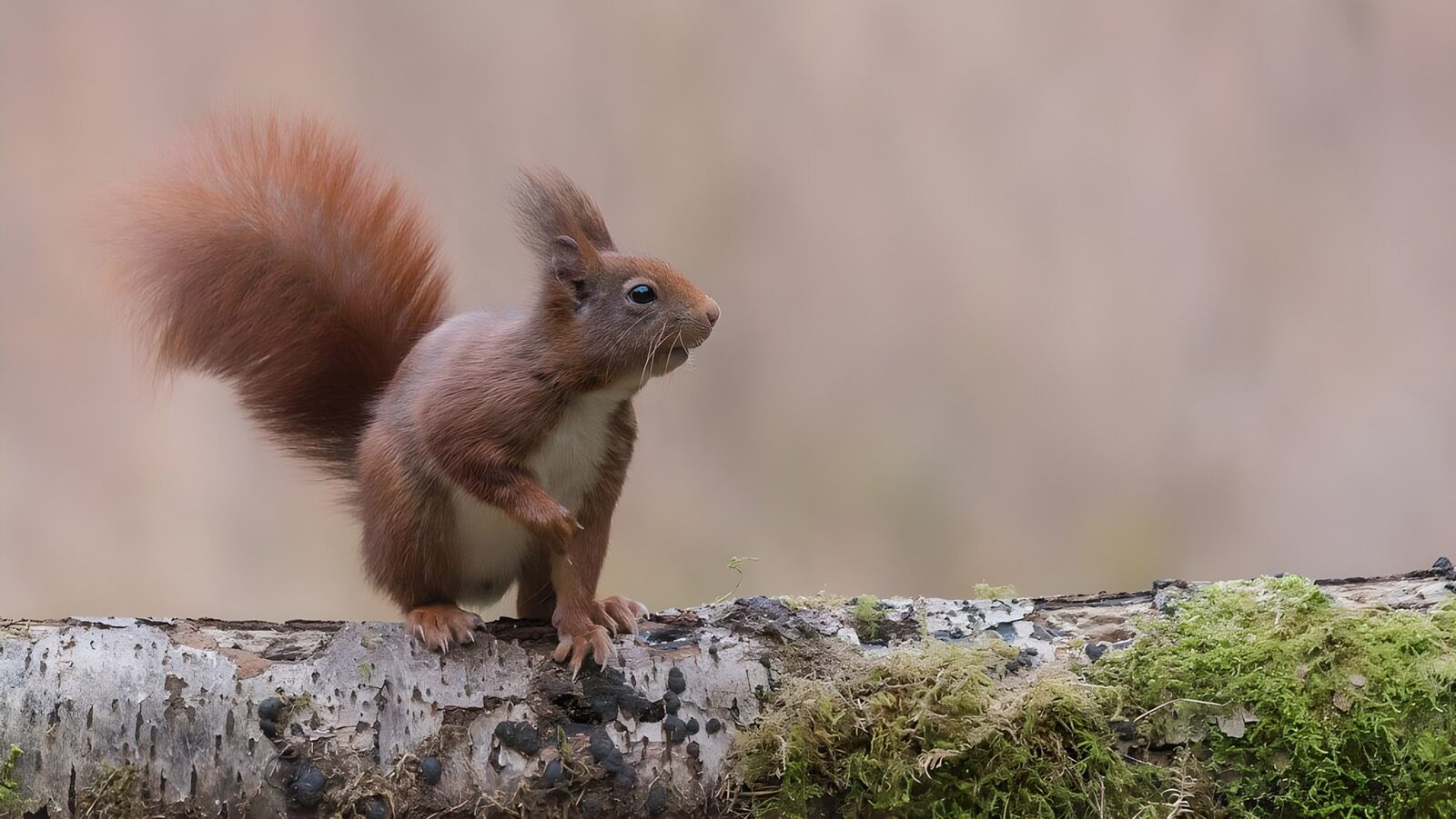 OCUK52898: Curious Squirrel on a Log