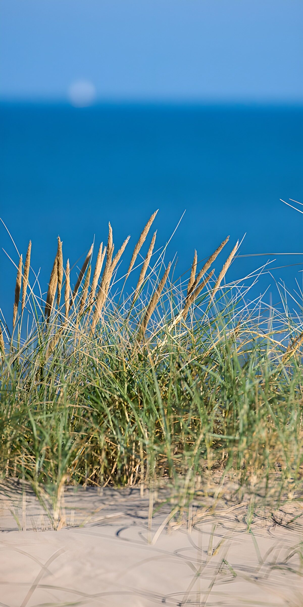OCUK77762: Coastal Dunes with Grasses
