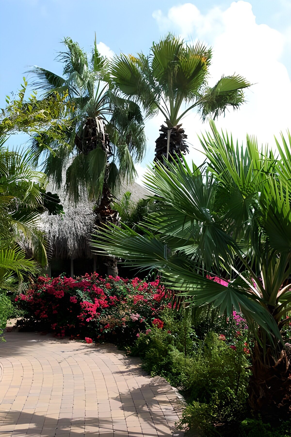 OCUK65336: Palm trees ,blue sky, path with flowers