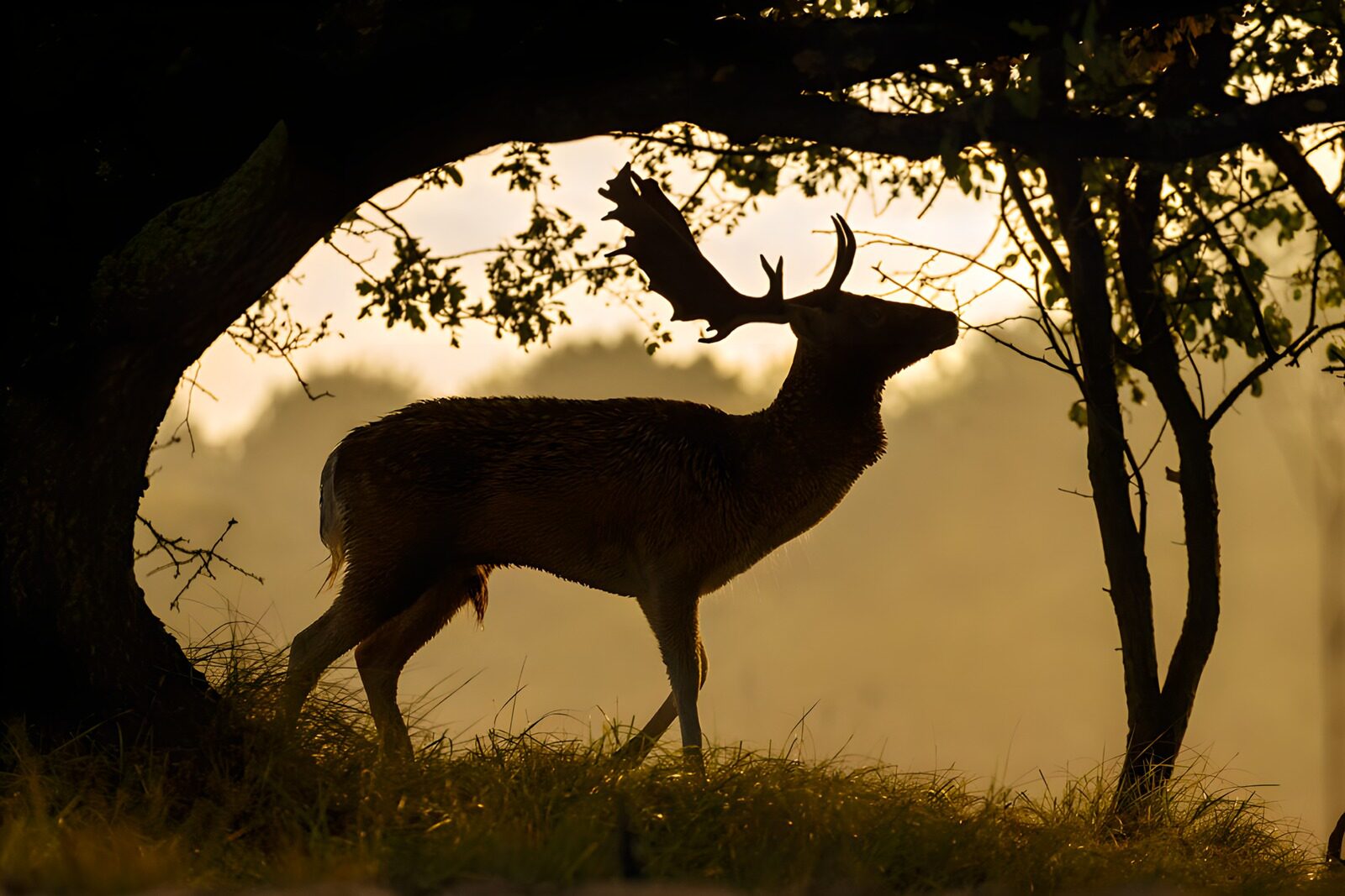 OCUK86794: Majestic Deer Silhouette at Sunset