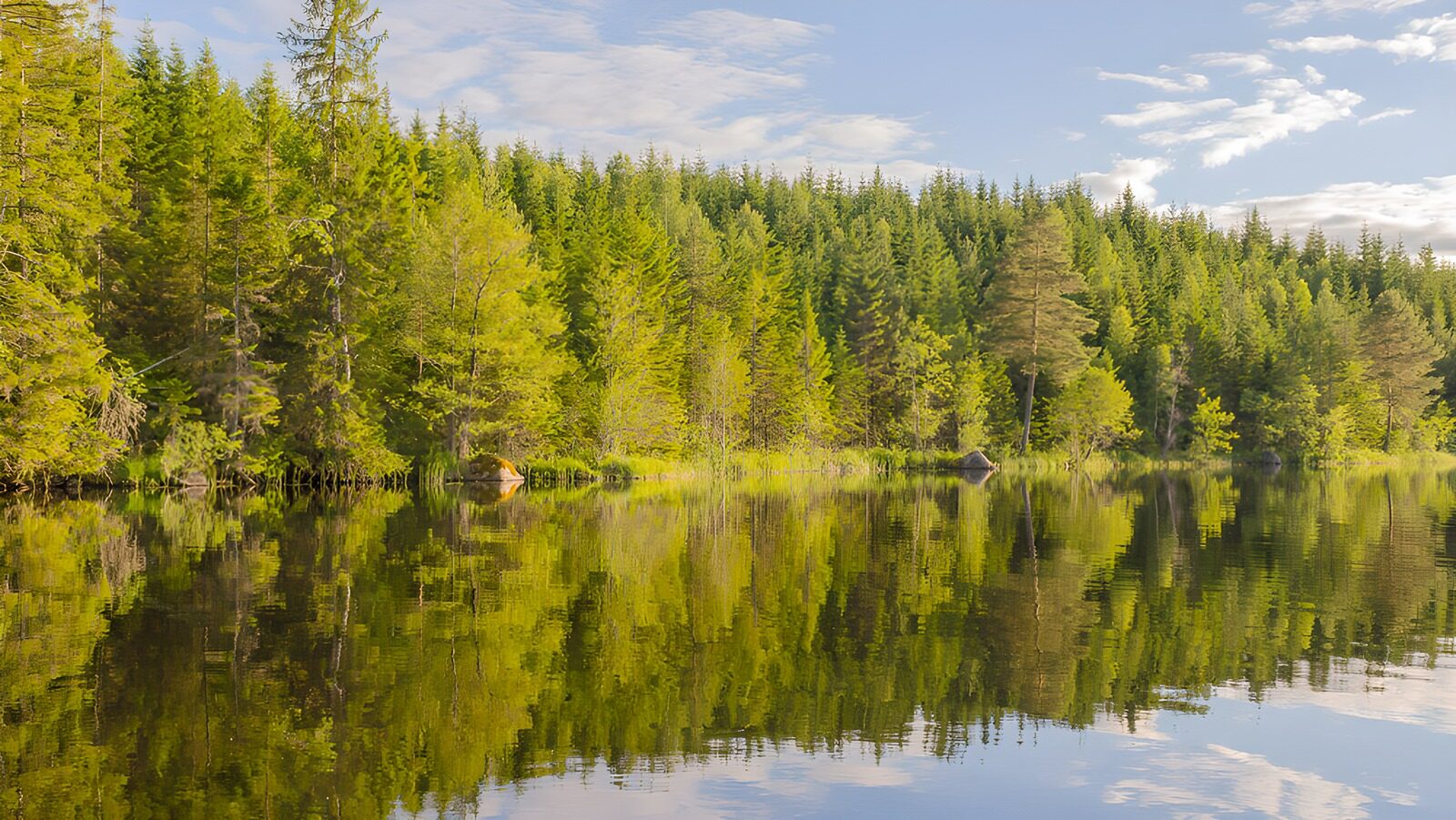 OCUK43123: Serene Forest Reflections on Calm Waters