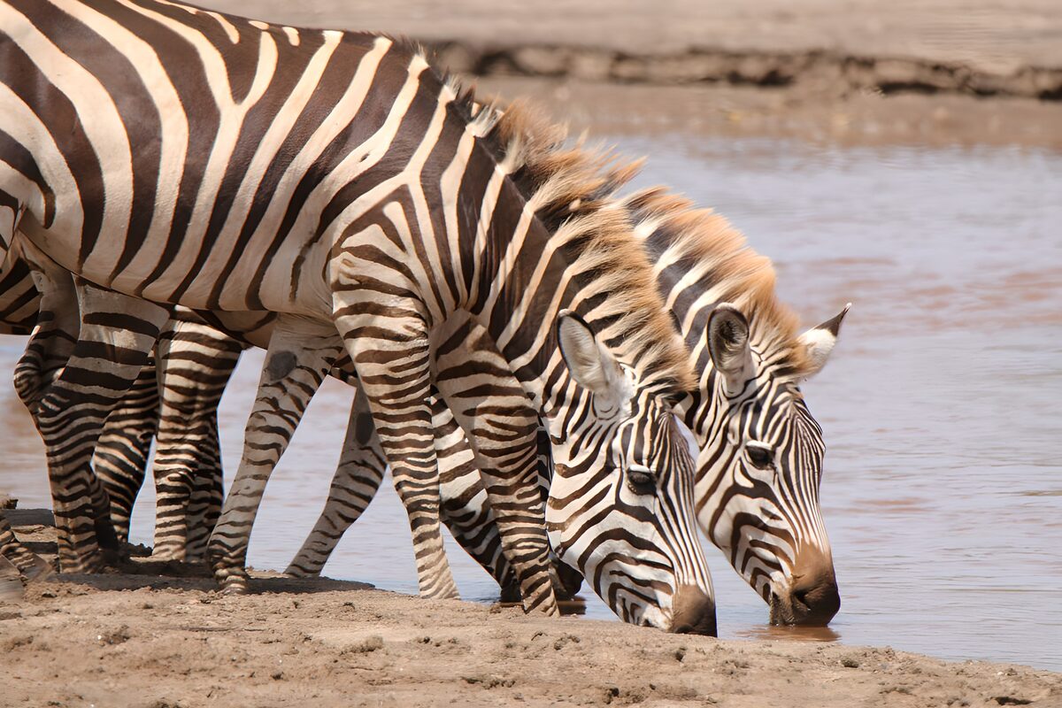 OCUK29479: Zebras Drinking at Water's Edge