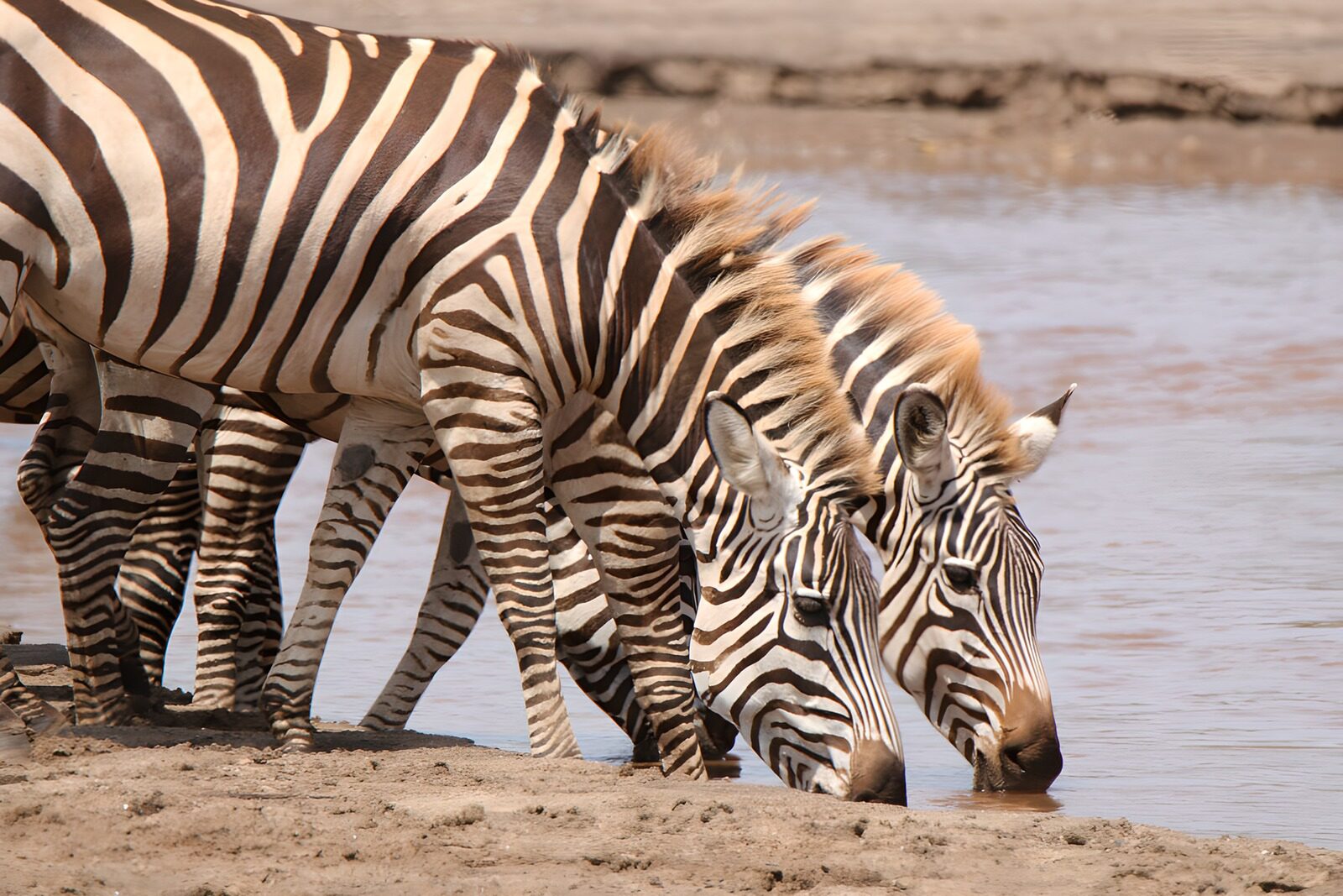 OCUK29479: Zebras Drinking at Water's Edge
