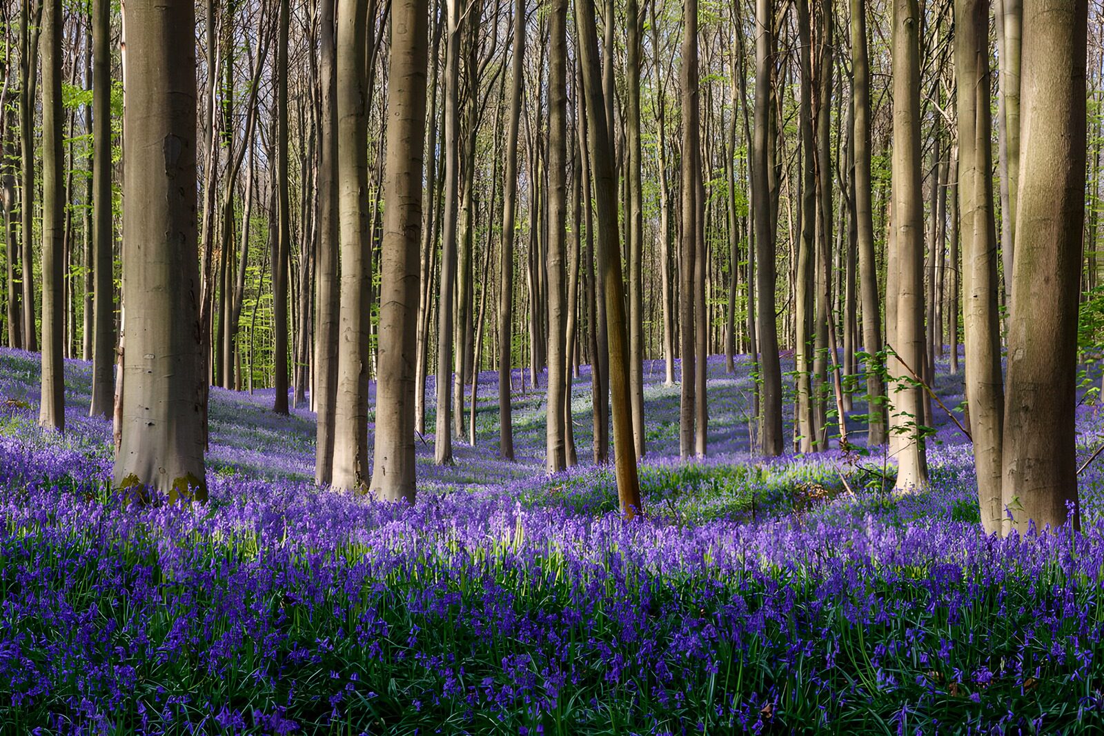 OCUK63859: Enchanted Bluebell Forest