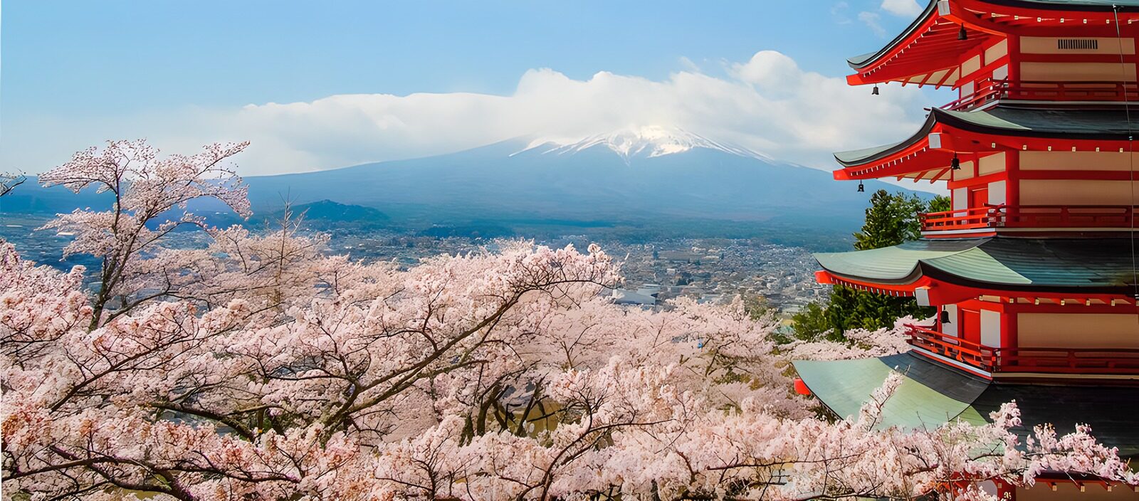 OCUK39630: Cherry Blossoms by Mount Fuji