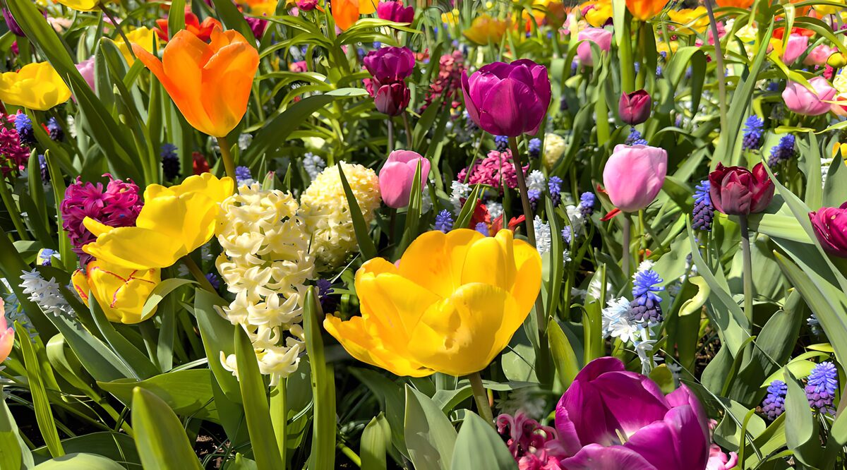 Vibrant Spring Flower Garden