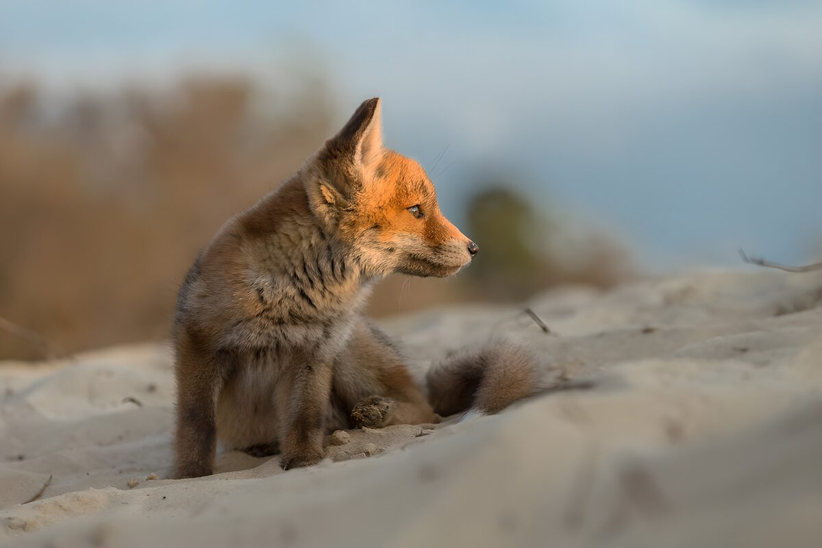OCUK87976: Fox Cub in Serene Desert Landscape