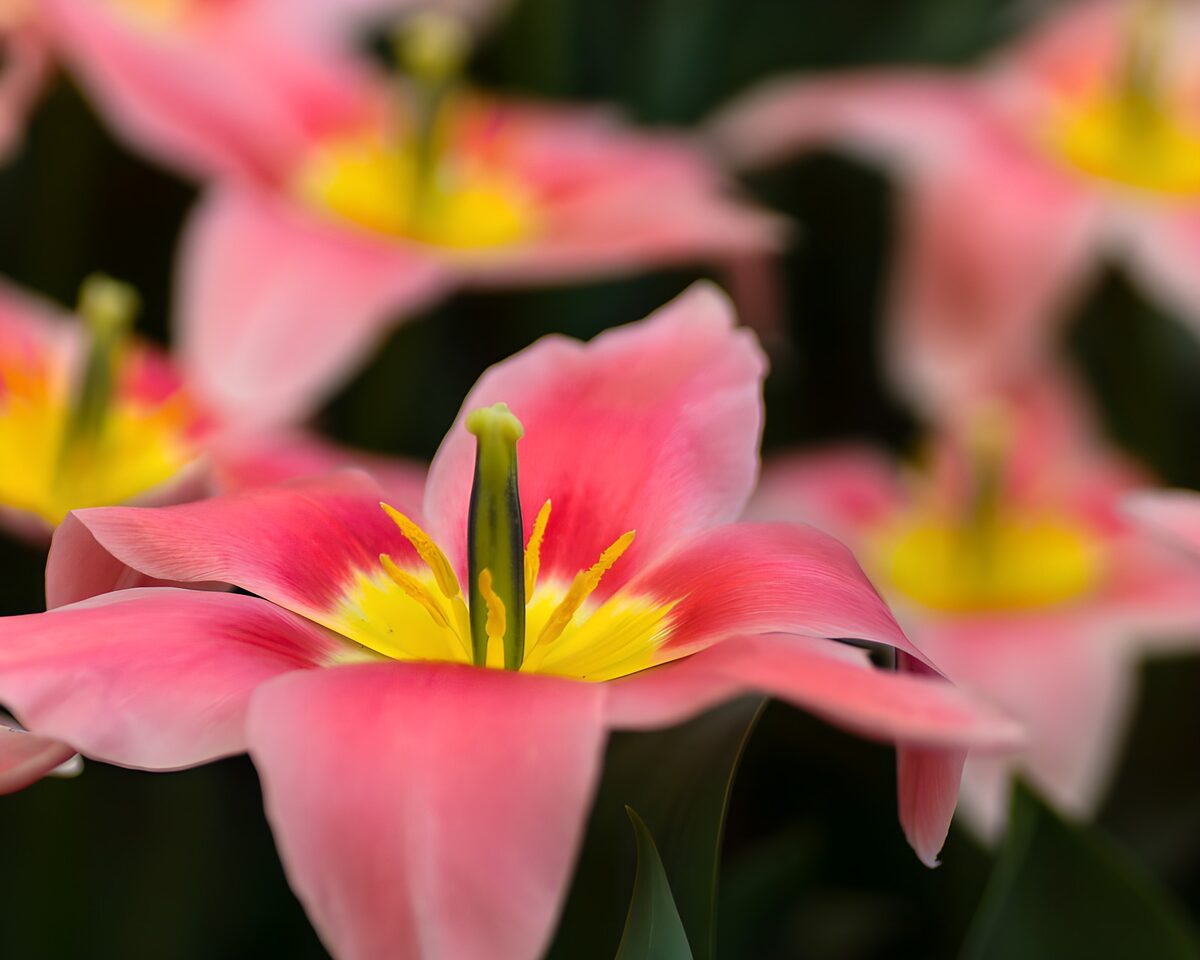 OCUK62885: Beautiful Pink Tulips in Bloom