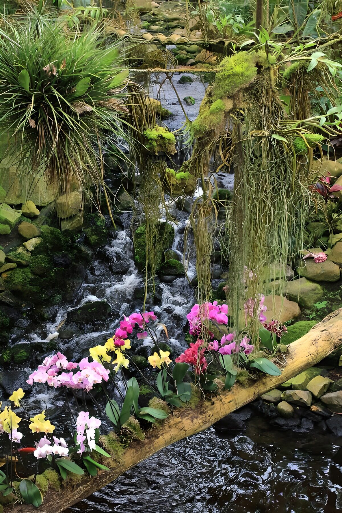 Orchid on a tree trunk above a creek 1