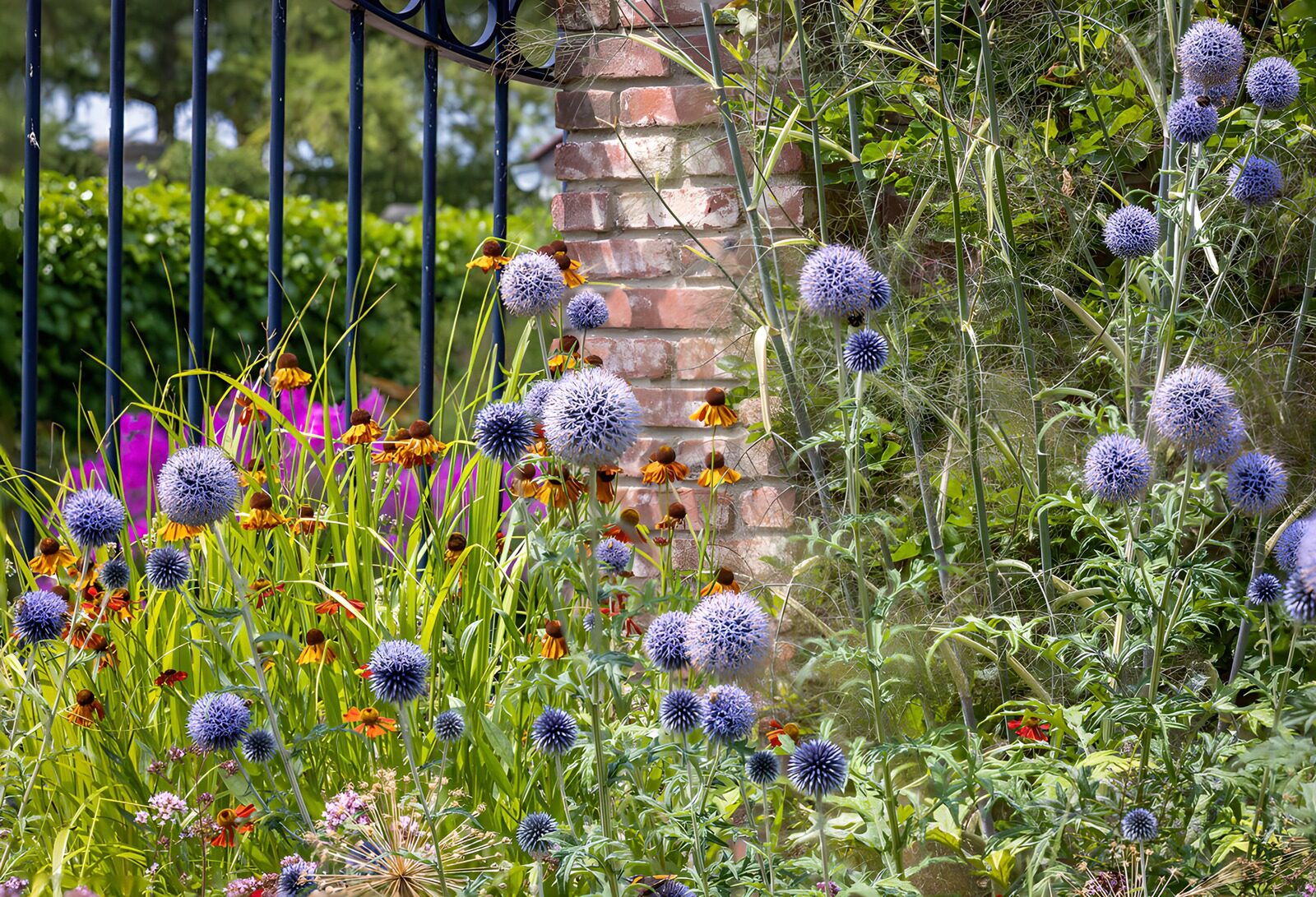 OCUK53252: Vibrant Garden with Blue Florals