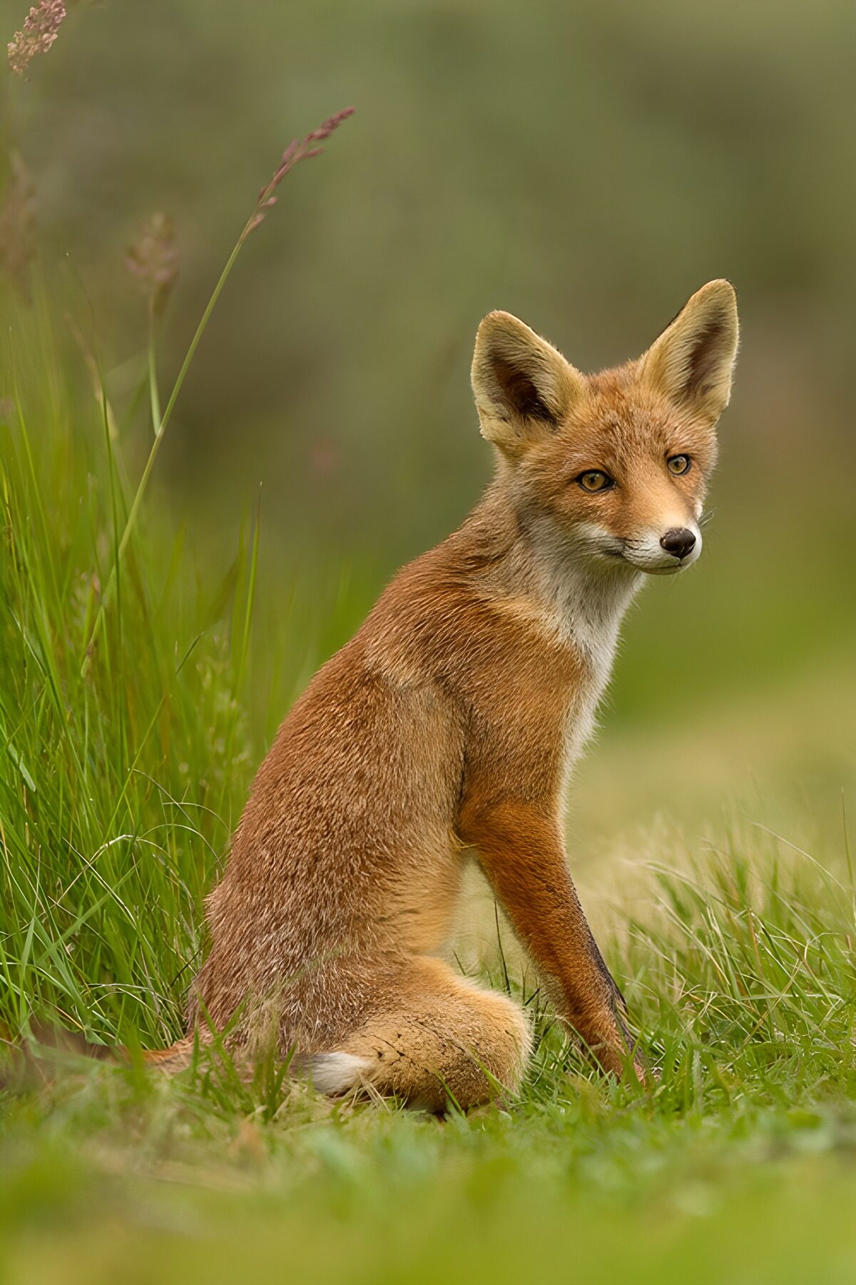 OCUK74474: Curious Fox in the Meadow