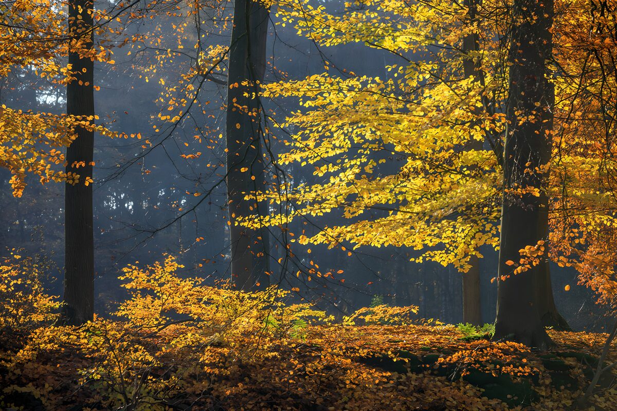 OCUK68901: Autumn's Golden Embrace
