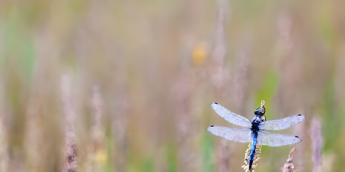 OCUK39859: Dragonfly Resting in Serene Fields