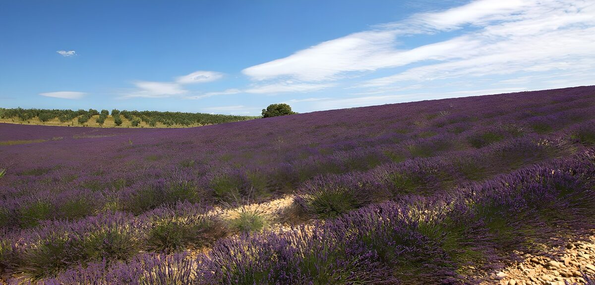 Lavender Fields Under Blue Skies