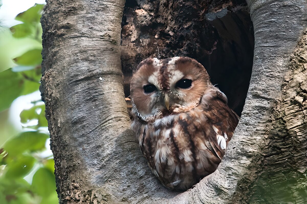 Owl in tree hollow