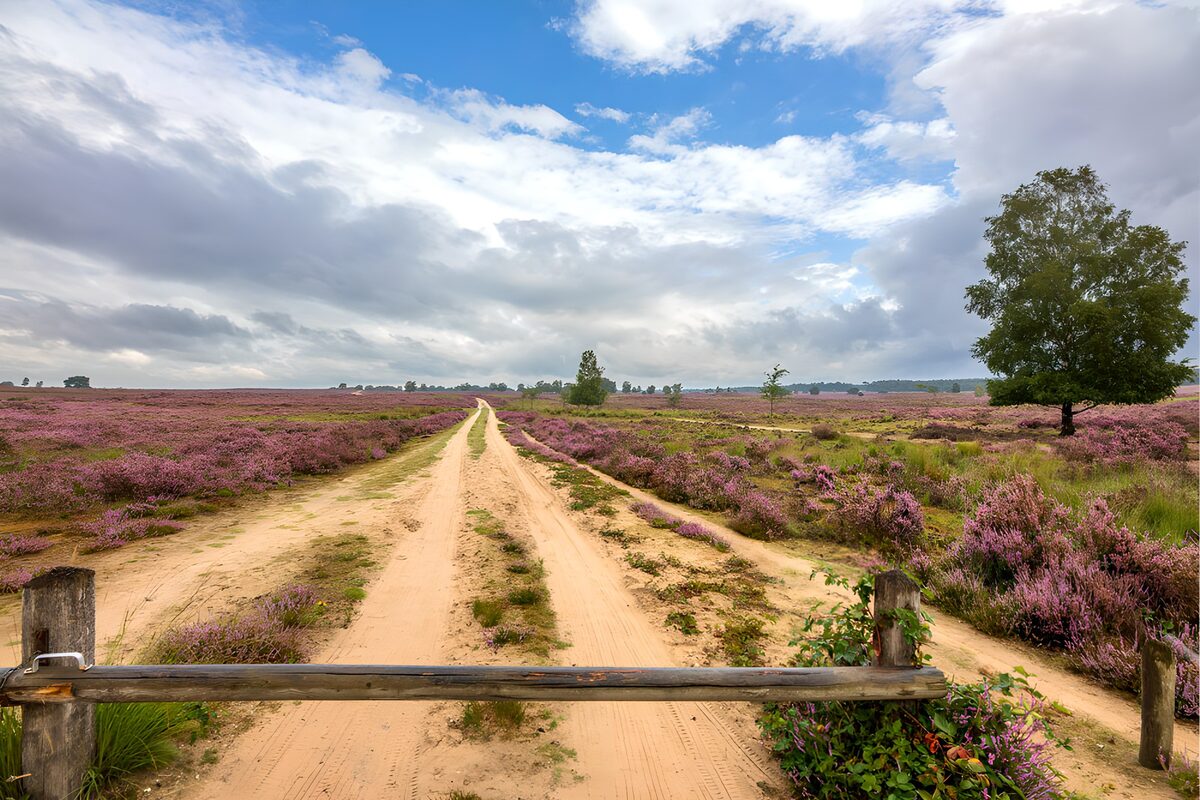 OCUK90501: Serene Lavender Fields Await